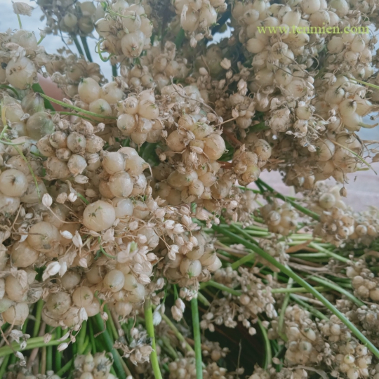 Tinh Dầu Tràm Anh Chiến Hoa Ném (ngâm cùng hoa ném)